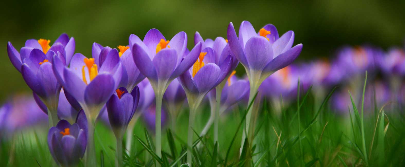 Lire la suite à propos de l’article Le printemps est arrivé au gîte